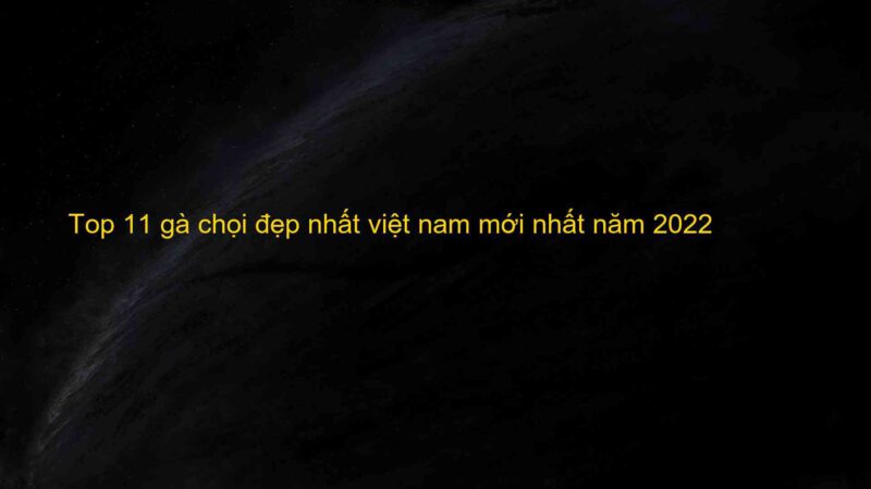 Top 11 gà chọi đẹp nhất việt nam mới nhất năm 2022