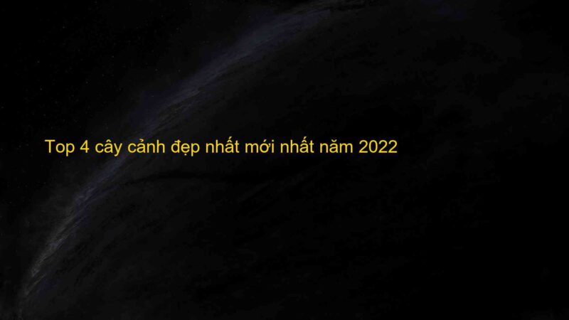 Top 4 cây cảnh đẹp nhất mới nhất năm 2022