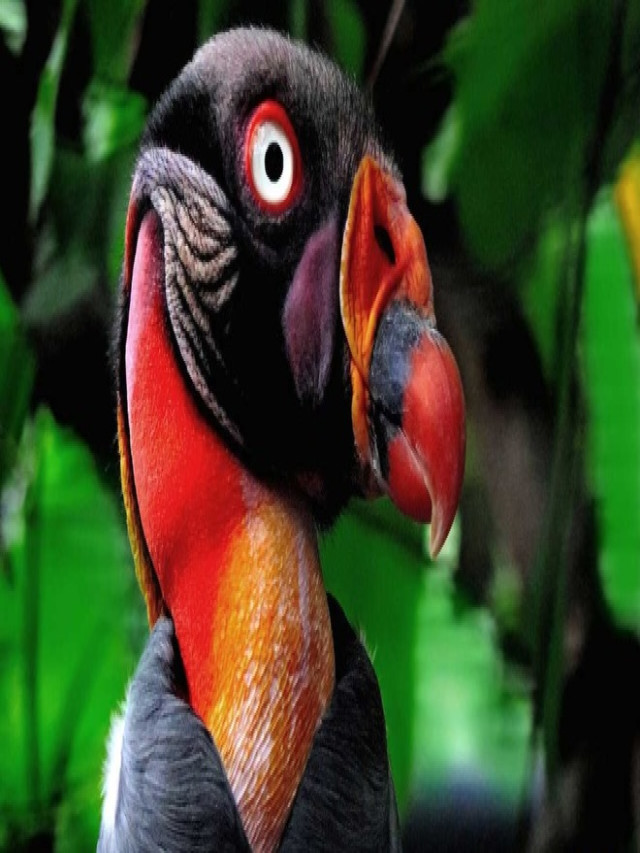 10 loài chim có ngoại hình kỳ quái nhất thế giới