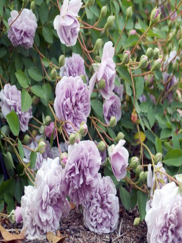 10 loại hoa hồng tím đẹp mà bạn không thể rời mắt - Gốm sân vườn