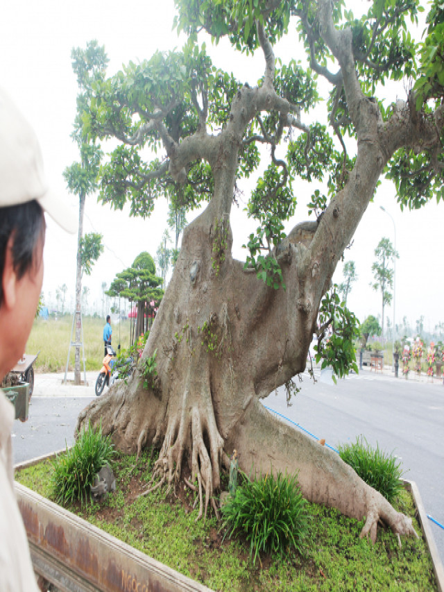 1000+ Mẫu cây bonsai đẹp nhất Việt Nam, thế giới 2022 từ a-z - Hoa Cảnh Quang Vỹ