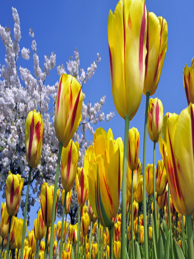 1001+ Hình nền hoa đẹp nhất thế giới chất lượng Full HD | Kotexpro - Kotexpro