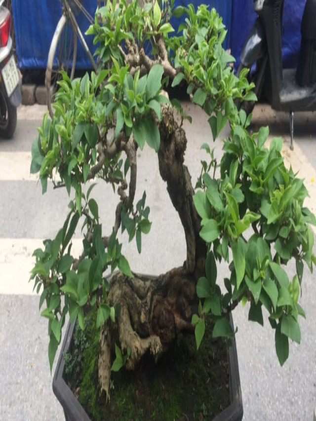 101+ mẫu cây bonsai đẹp nhất Việt Nam và Thế Giới