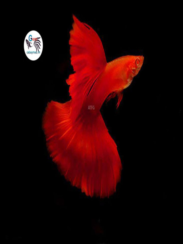 18 Loại Guppy - cá bảy màu thái đẹp nhất năm 2021