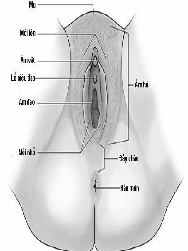 3 điều cần biết về âm hộ