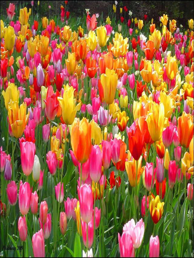 30+ Hình Ảnh Hoa Tulip Đẹp nhất làm ảnh nền máy tính và điện thoại