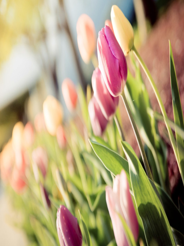 30 Hình nền hoa Tulip full HD 4K đẹp nhất thế giới