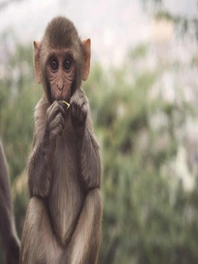 50+ Những hình ảnh con khỉ đẹp, đáng yêu cute nhất