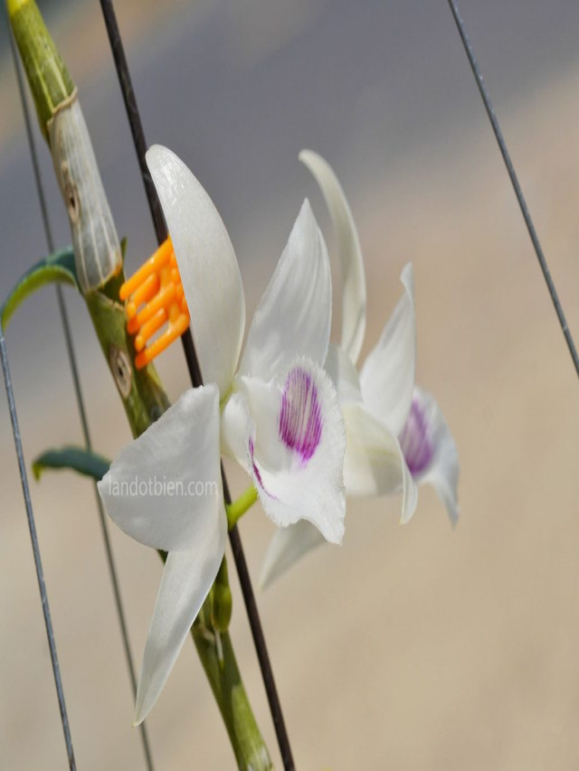 5CT BẢO DUY - Vẻ đẹp hoàn hảo của hoa lan 5 cánh trắng | LAN ĐỘT BIẾN