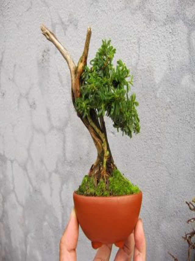 6 loại cây cảnh bonsai để bàn đẹp nhất - WebCayCanh