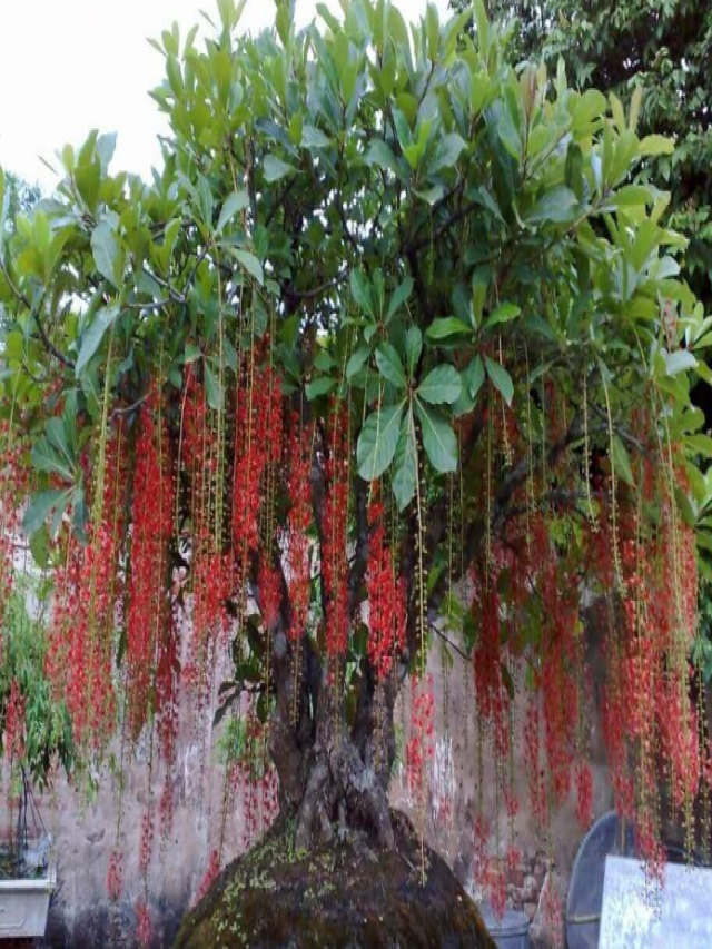 99 Cây lộc vừng bonsai, cảnh đẹp dáng thác đổ, trực đẹp nhất VN 2022 - Hoa Cảnh Quang Vỹ