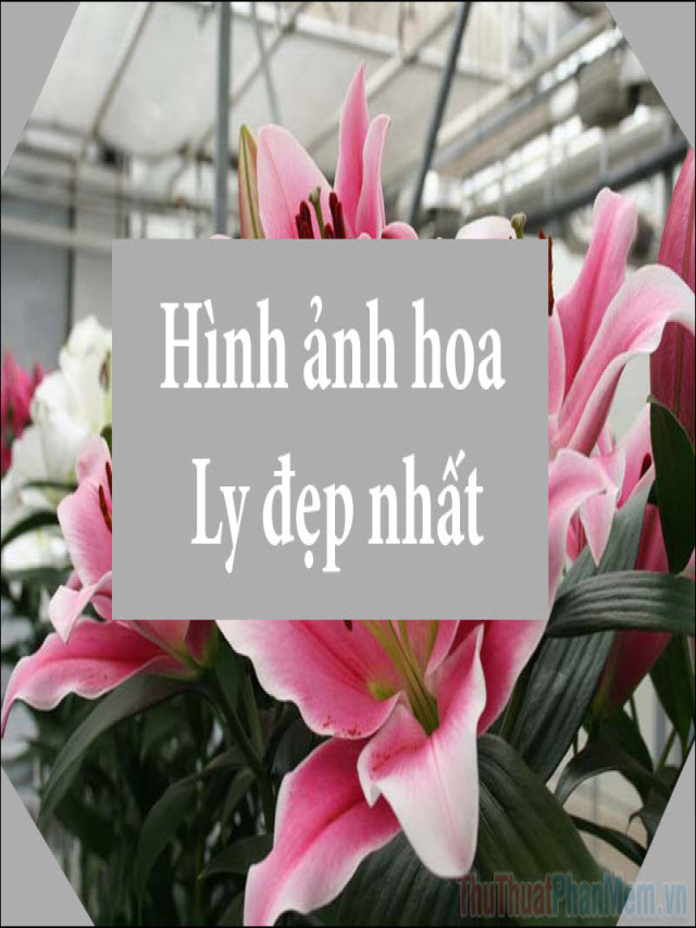 Ảnh hoa Ly đẹp - Tổng hợp những hình ảnh hoa Ly đẹp nhất