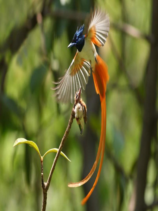 Bật mí TOP 20 loài chim đẹp nhất thế giới - Vua Nệm