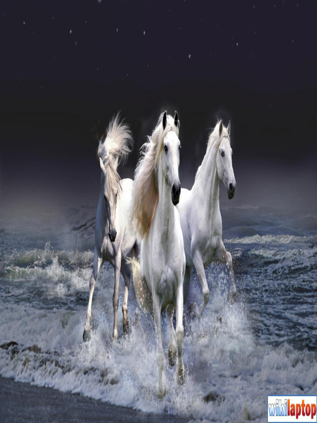 Bộ sưu tập hình ảnh đàn ngựa phi đẹp nhất thế giới