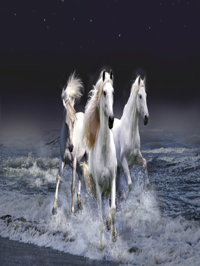 Bộ sưu tập hình ảnh đàn ngựa phi đẹp nhất thế giới - tmsquynhon.com.vn