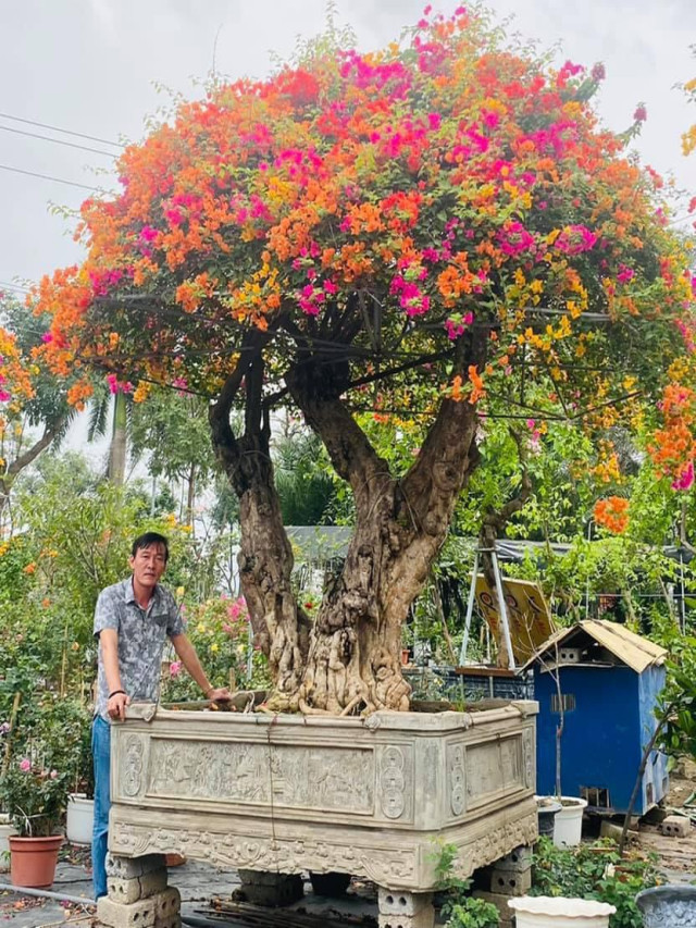 Bon sai Phúc Lộc sở hữu cây hoa giấy 5 màu khủng nhất Việt Nam