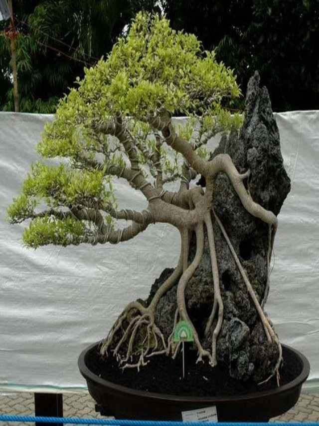 BONSAI MINI NHỮNG MẪU CỰC CHẤT VÀ DỄ TRỒNG