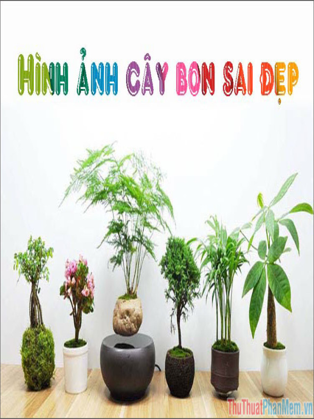 Cây bon sai đẹp - Tổng hợp hình ảnh cây bon sai đẹp nhất