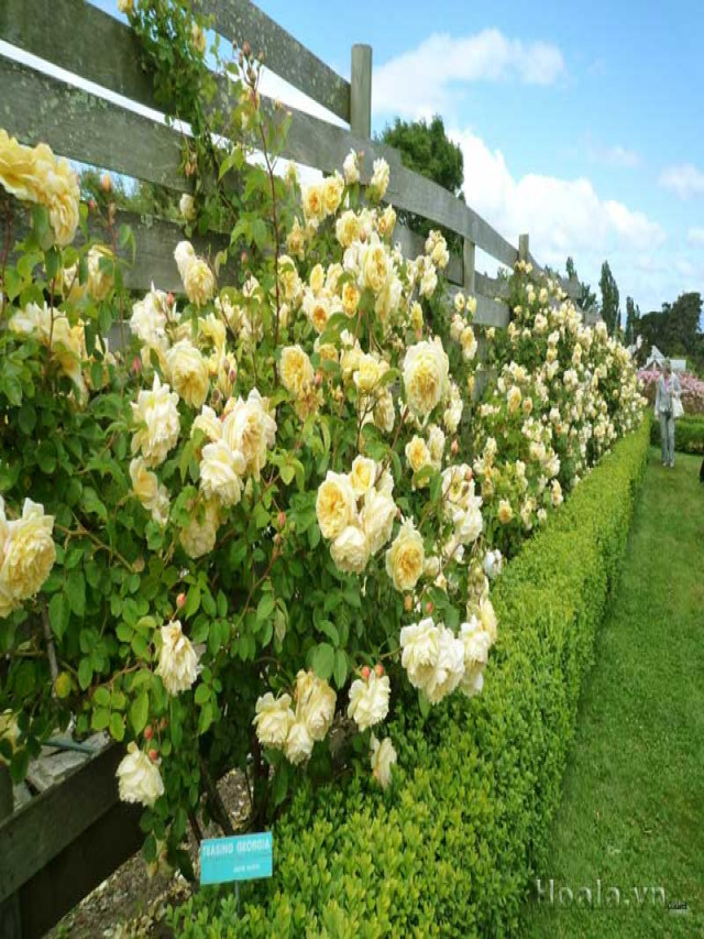 Chiêm ngưỡng những khu vườn hoa hồng vàng đẹp nhất thế giới | Sachiomega369.com - hoatuoi
