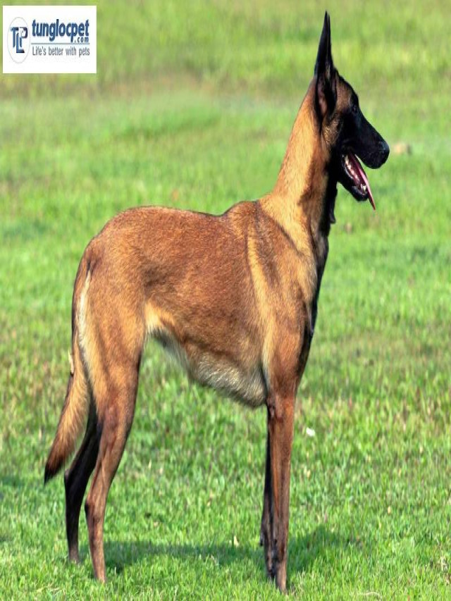 Chó Malinois đen liệu có phải là màu được yêu thích nhất ? | Tùng Lộc Pet - Trangwiki