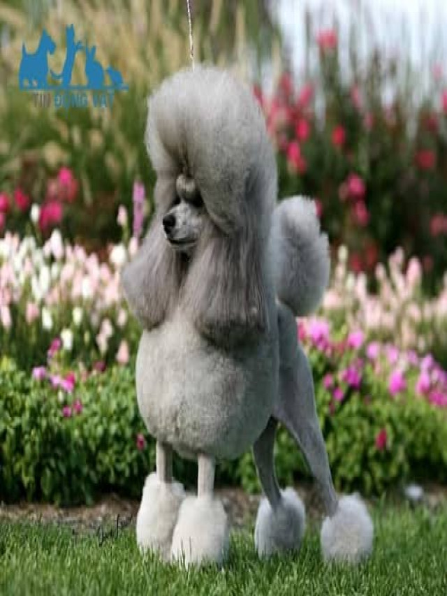 Chó Poodle có những màu gì? Màu nào Đẹp Nhất? Xám, Bò sữa hay gì?