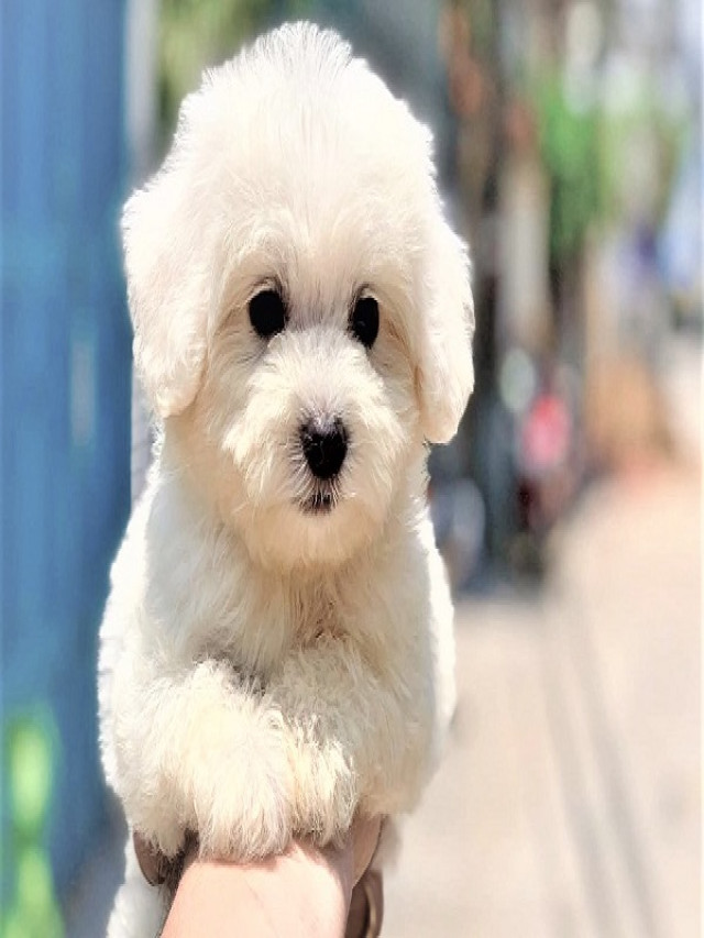 Chó Poodle màu nào đẹp & sang trọng nhất