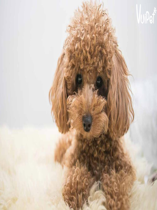 Chó Poodle trắng, Poodle nâu, Poodle xám màu nào đẹp nhất?