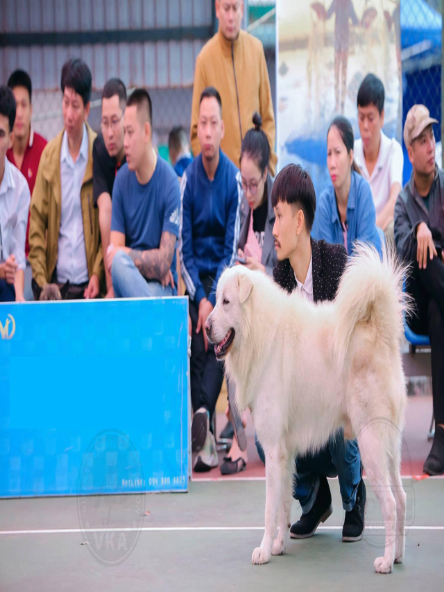 Chú chó đẹp nhất Việt Nam năm 2020
