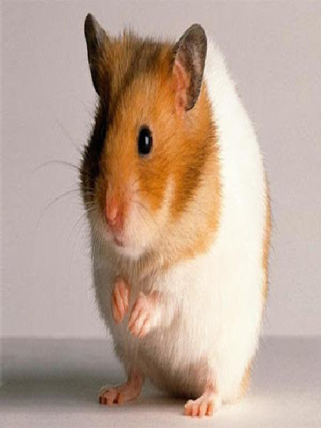 Chuột hamster bao nhiêu tiền? 4 loại hamster giá rẻ - Mẹo Hay Cho Bạn