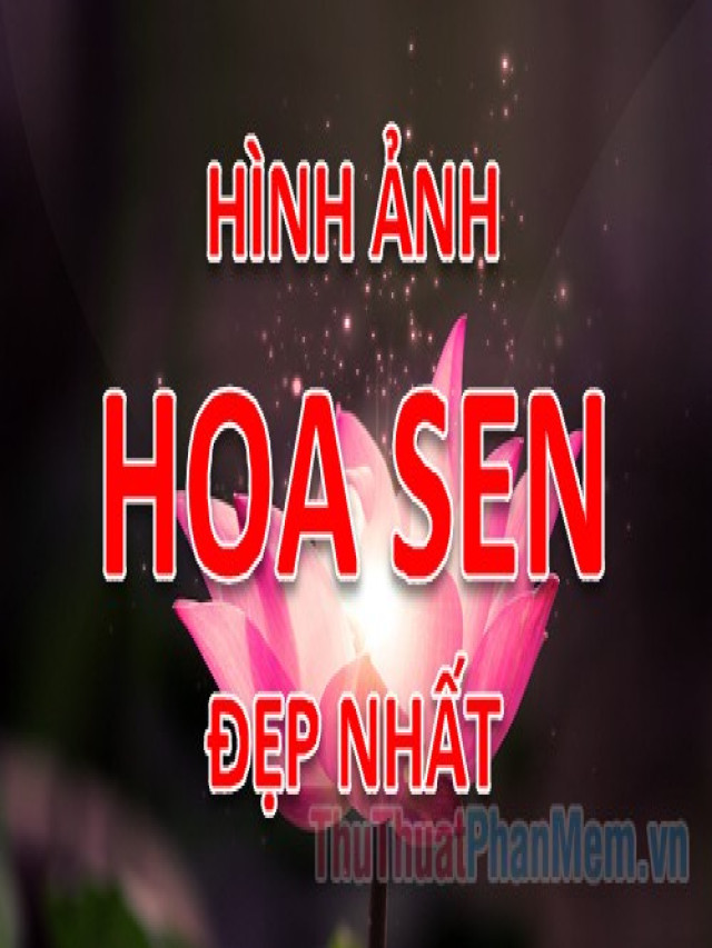 Cực Hot: Hình ảnh hoa Sen - Tổng hợp hình ảnh hoa Sen đẹp nhất - Nội Thất Pmax