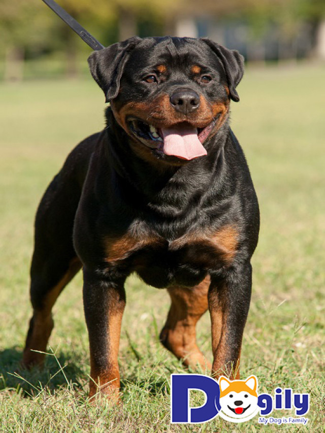 Danh sách những trại chó Rottweiler uy tín nhất Hà Nội và tp. Hồ Chí Minh hiện nay