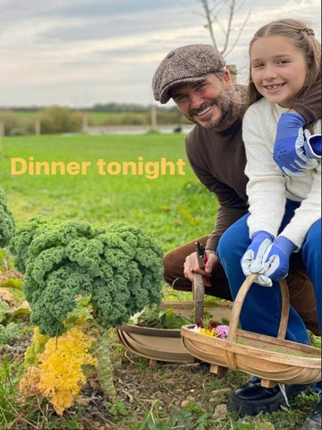 David Beckham ‘gây sốt’ với hình ảnh làm vườn cùng cô con gái 9 tuổi Harper