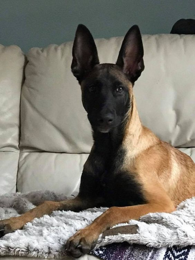 Dòng chó Malinois của Bỉ có mấy loại.Cách chọn Malinois chuẩn