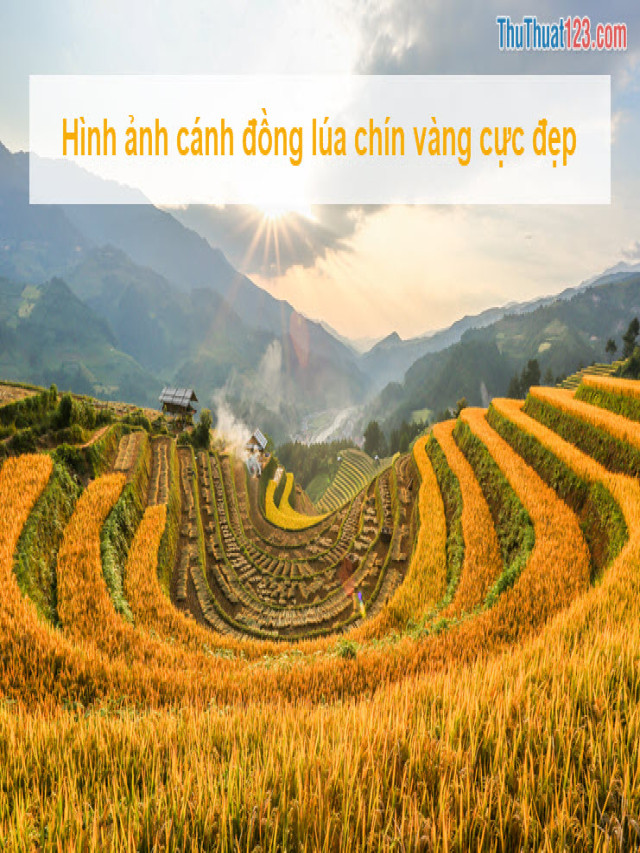 Hình ảnh cánh đồng lúa chín vàng cực đẹp