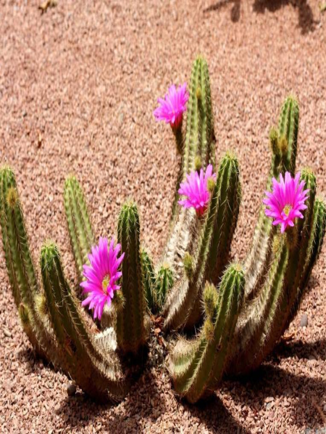 Hình ảnh cây xương rồng đẹp, cute trên sa mạc chất… - CIC32