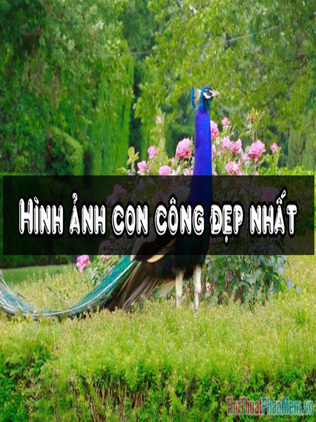 Hình ảnh con Công - Tổng hợp hình ảnh con Công đẹp nhất