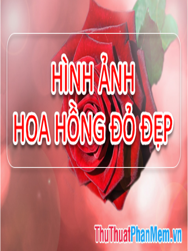 Hình ảnh hoa Hồng đỏ - Tổng hợp hình ảnh hoa Hồng đỏ đẹp nhất