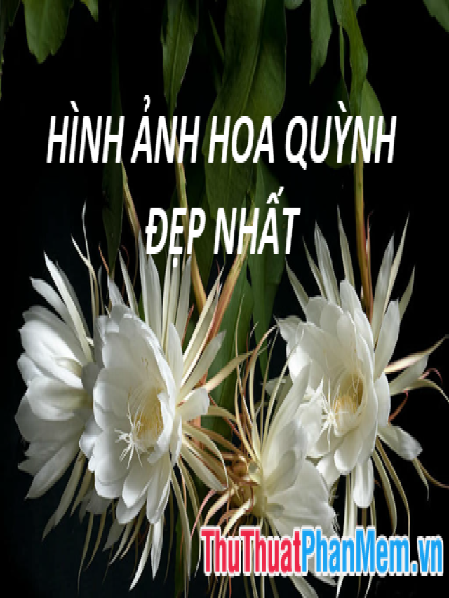 Hình ảnh hoa Quỳnh - Tổng hợp hình ảnh hoa Quỳnh đẹp nhất