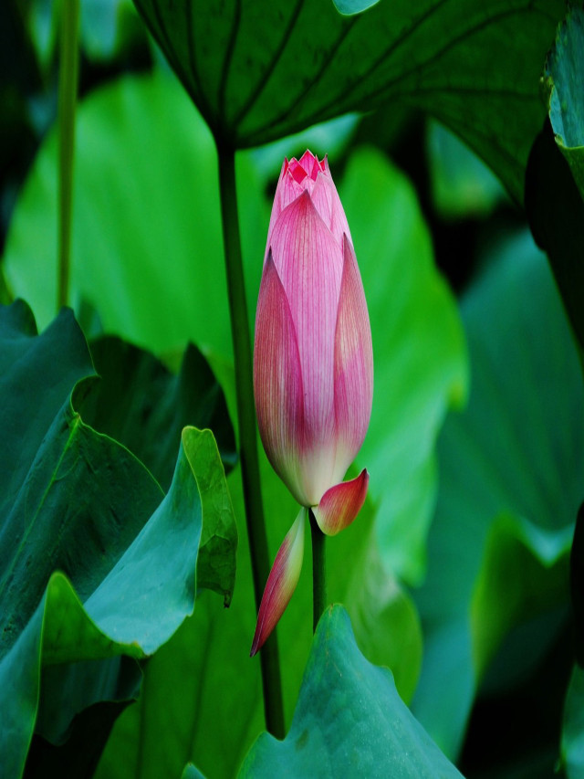 Hình ảnh hoa sen - Tổng hợp hình ảnh hoa sen đẹp nhất thế giới