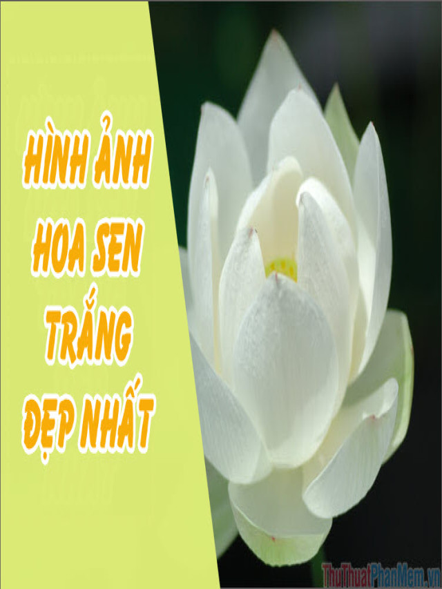 Hình ảnh hoa Sen Trắng – Tổng hợp những hình ảnh hoa Sen Trắng đẹp nhất