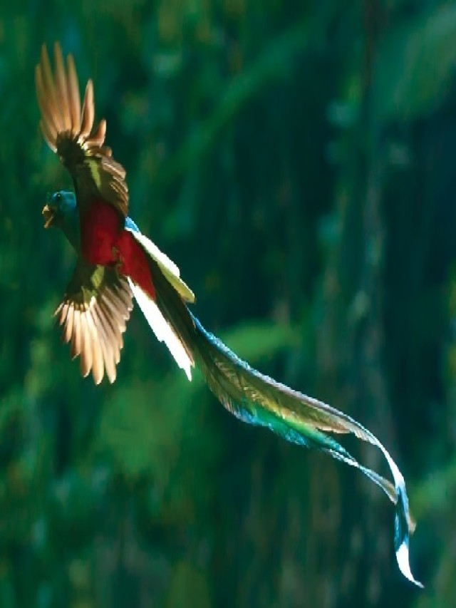 Hình ảnh những loài chim đẹp nhất thế giới » VNTOWORLD