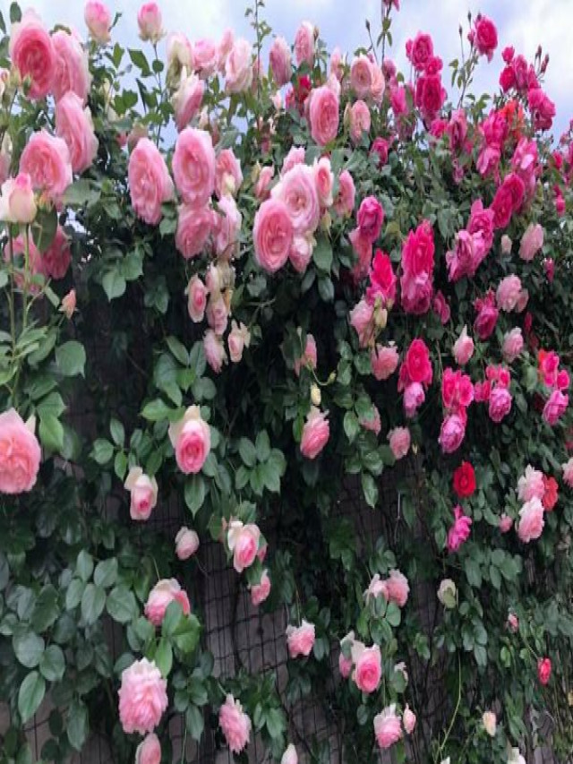 Hình ảnh vườn hoa hồng đẹp nhất - Sửa Nhà Sơn Nhà 10 Địa Chỉ Uy Tín Tại Hà Nội - Sửa Nhà Sơn Nhà 10 Địa Chỉ Uy Tín Tại Hà Nội
