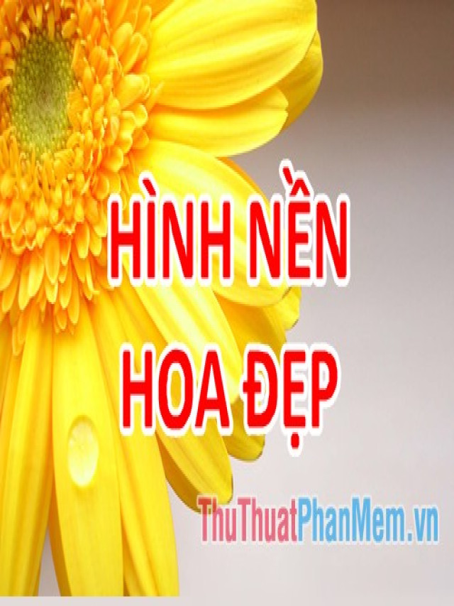 Hình nền hoa đẹp