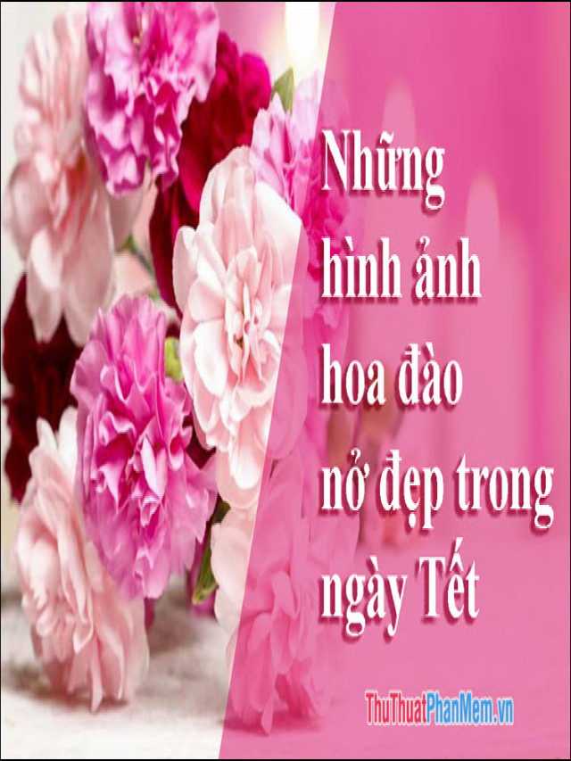 Hoa Đào ngày Tết đẹp - Những hình ảnh hoa đào nở đẹp trong ngày Tết