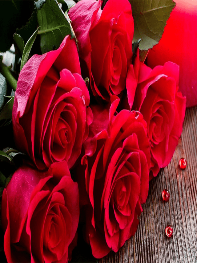 Hoa hồng đỏ có ý nghĩa gì? Đặc điểm, phân loại và cách cắm đẹp nhất - Máy Ép Cám Nổi | Dây Chuyền Sản Xuất Thức Ăn Thủy Sản Tối Ưu
