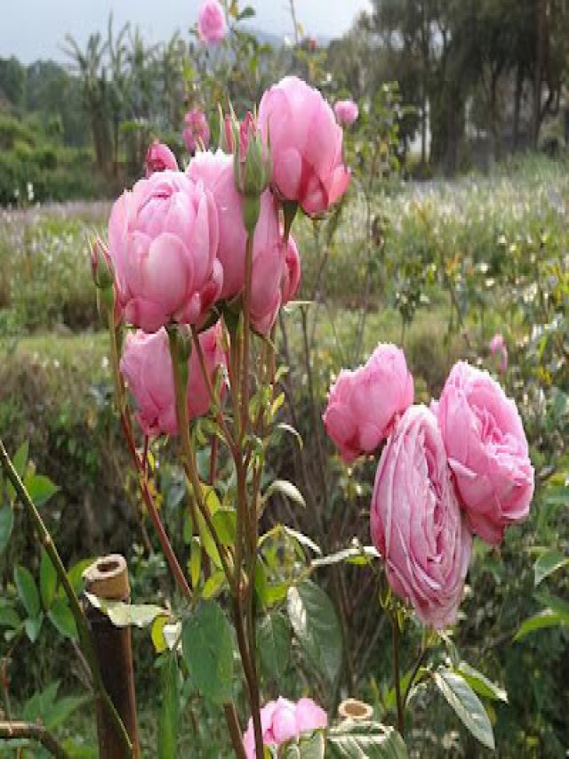 Hoa hồng Nhật Bản Miyako Rose (05/06/2016) - Vườn Vân Loan