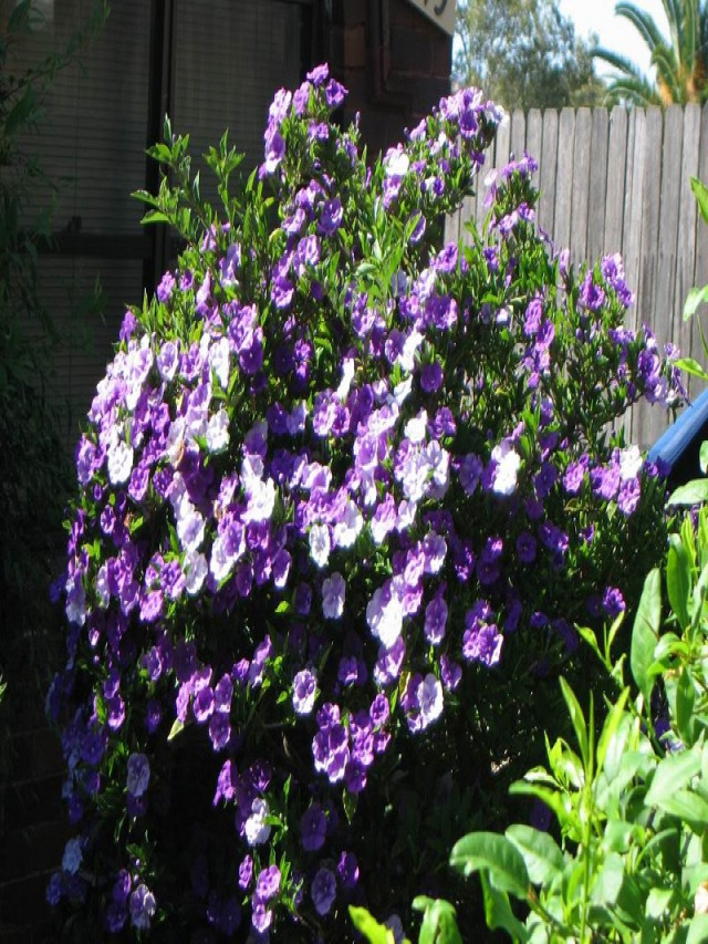 Hoa nhài nhật – cách trồng và chăm sóc cây hoa nhài nhật