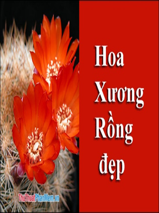 Hoa Xương Rồng đẹp - Tổng hợp những hình ảnh hoa Xương Rồng đẹp nhất