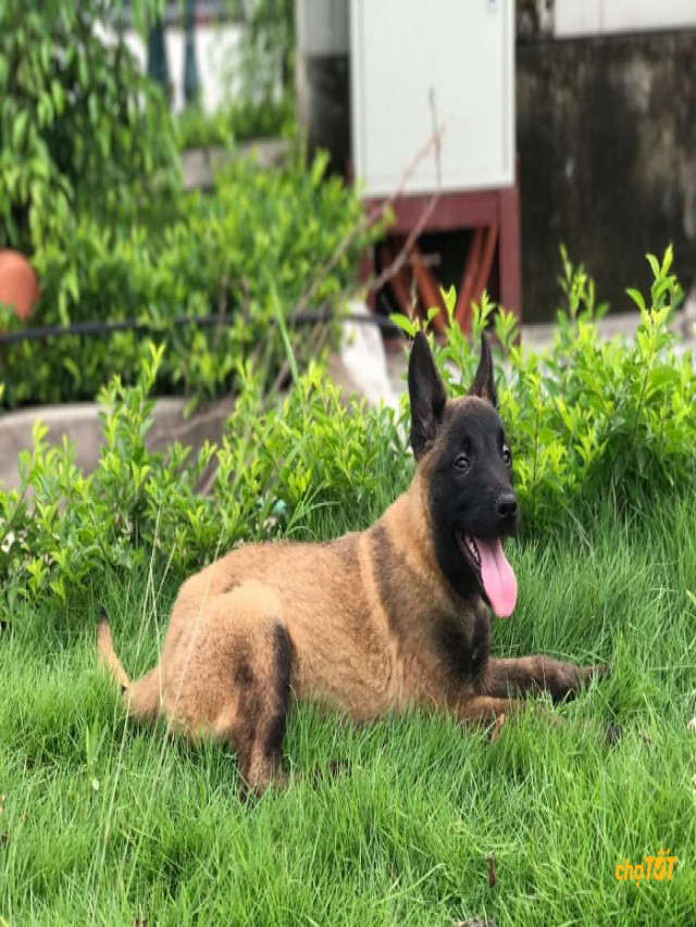 Mua bán chó Malinois chăn cừu, thông minh giá rẻ