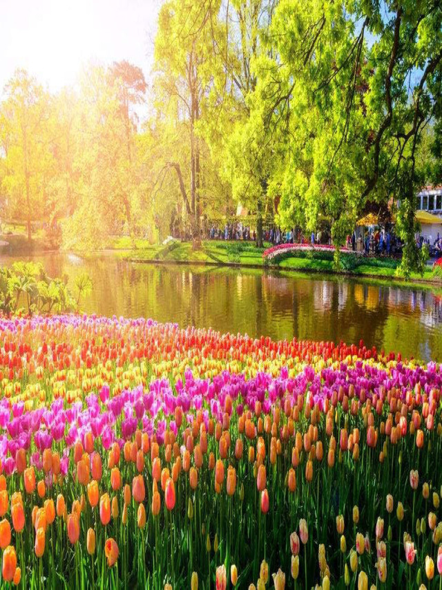 Ngất ngây, 10 cánh đồng hoa đẹp nhất thế giới | Lesgo